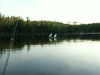 Pelicans